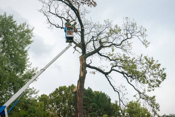 How Our Tree Care Process Works  in  Grand Terrace, CA